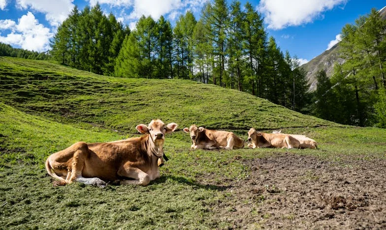 "Părinții bogați ai soțului meu refuză să ne ajute cu un avans: Copilul nostru merită bunici mai buni"